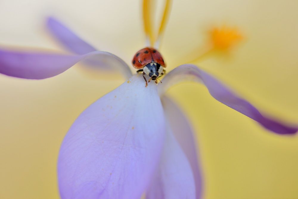 Photograph by ruurd visser