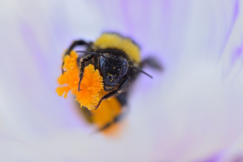 Photograph by ruurd visser