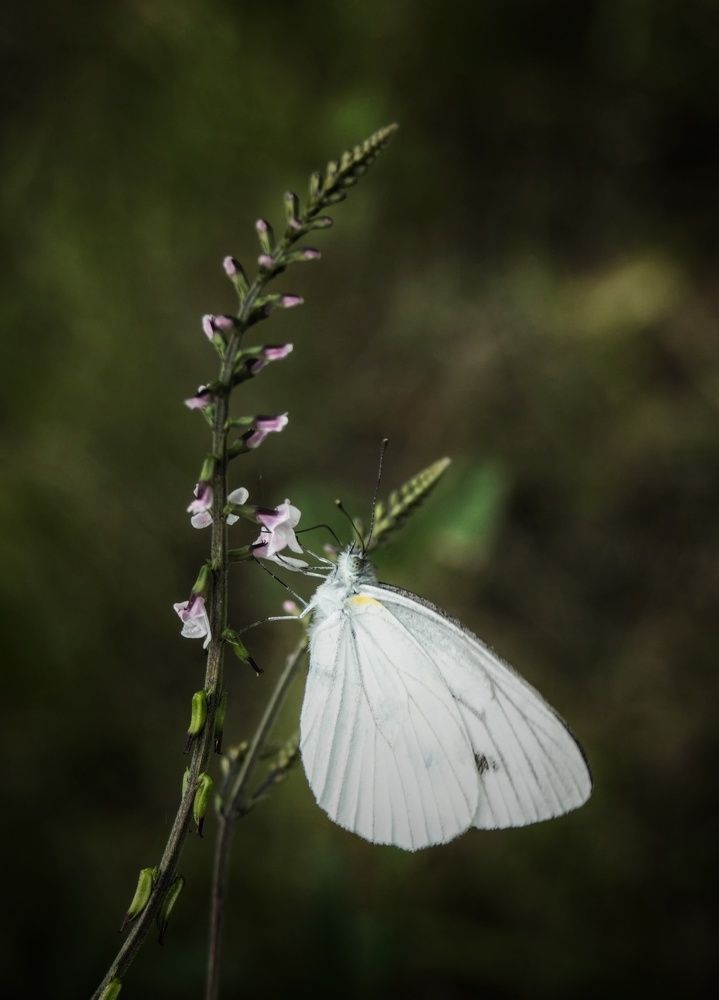 Фотография автора НАТАЛЬЯ СЕВЕР