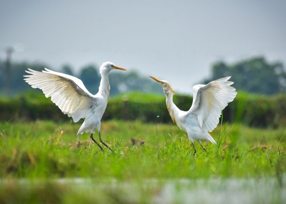 Photograph by Souradip Dey