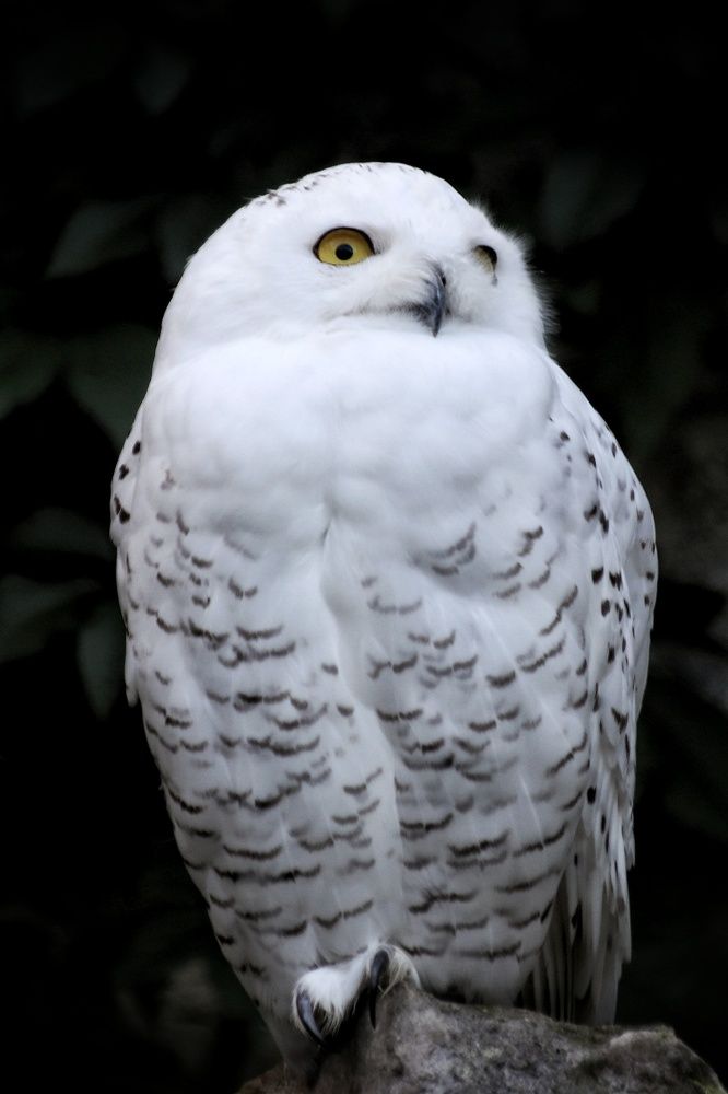 Фотография автора Елена Кириллова