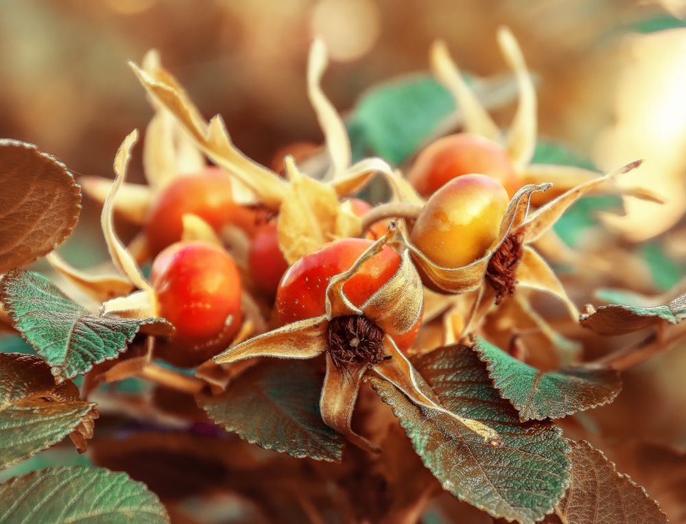 Photograph by Светлана Инькова