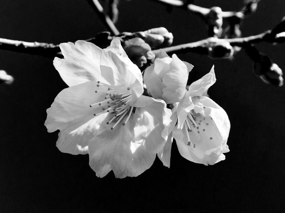 Photograph by Елена Ким