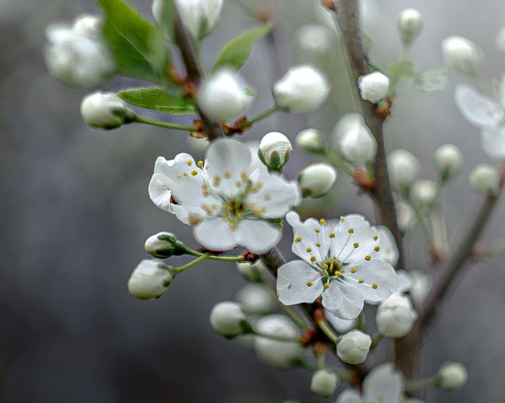 Photograph by T.Ю. Гринько