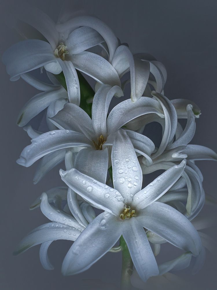 Photograph by T.Ю. Гринько