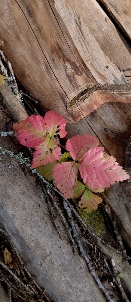 Photograph by Елена Малкова