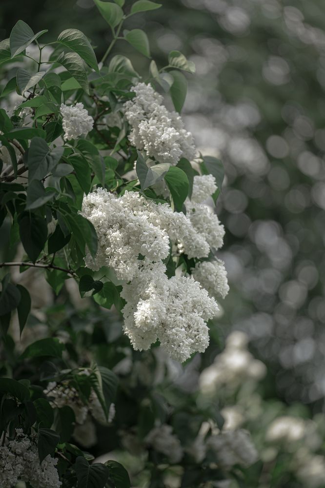 Photograph by Tatiana Grinko