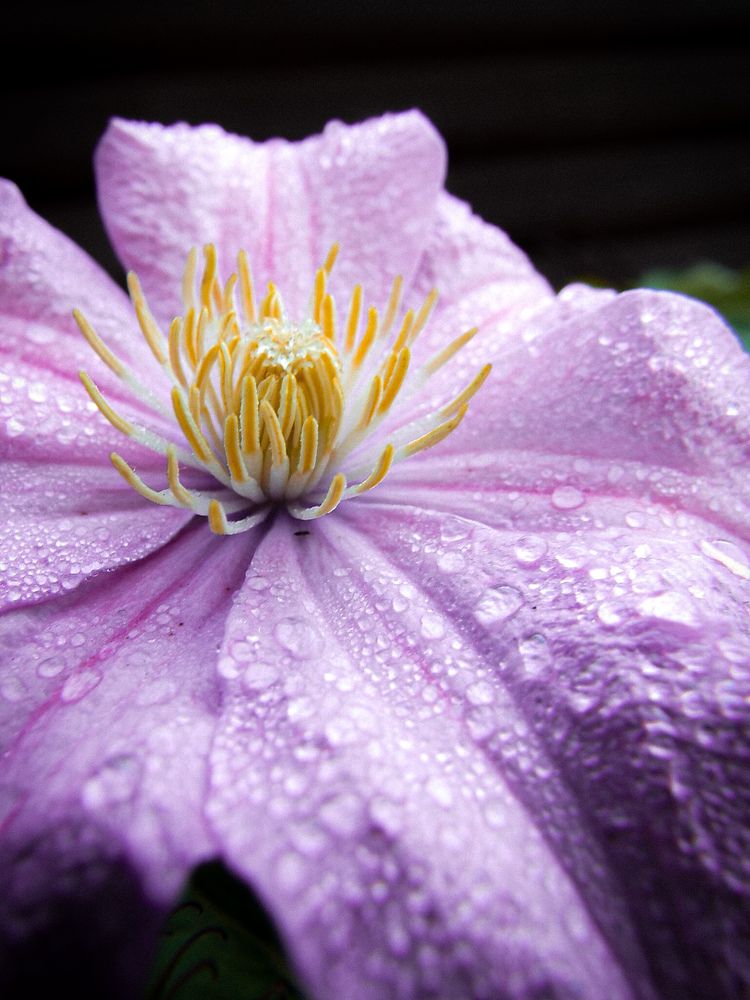 В самое сердце