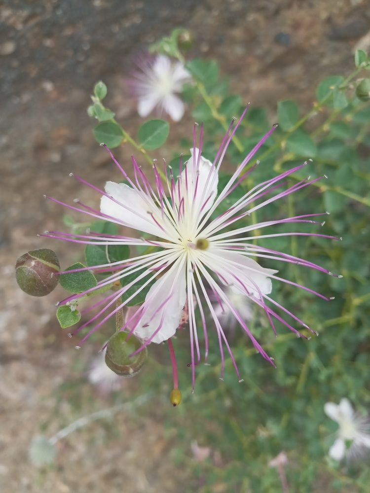 Photograph by Rahim Rahimi