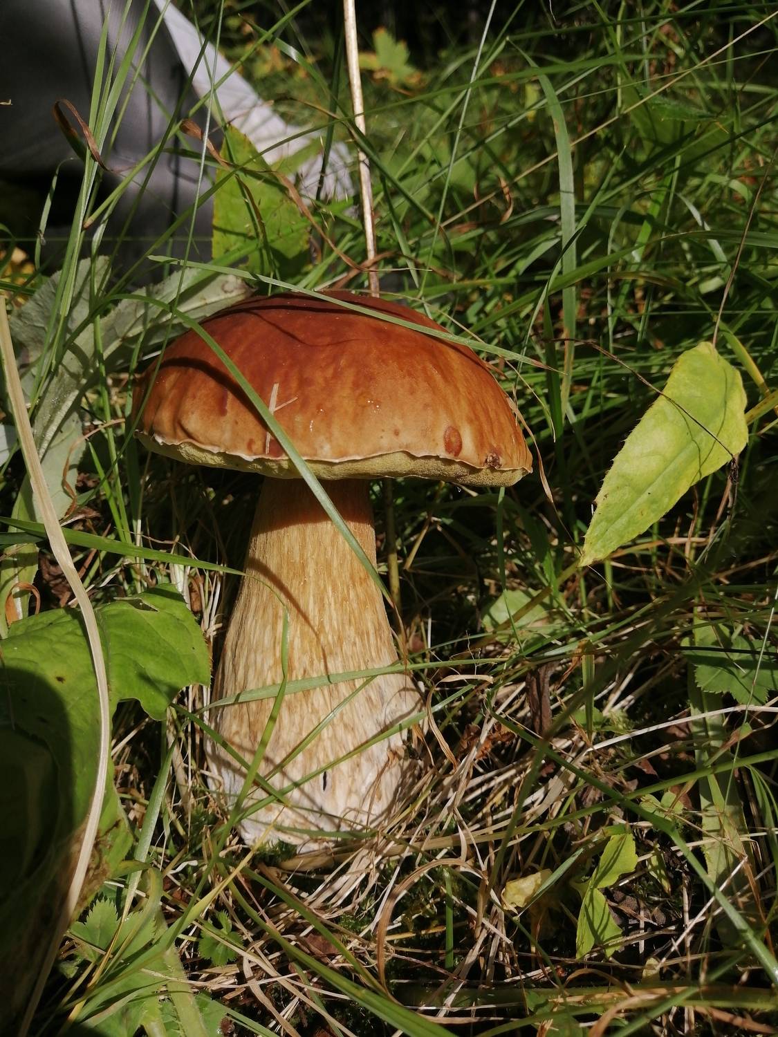Photo #9492312