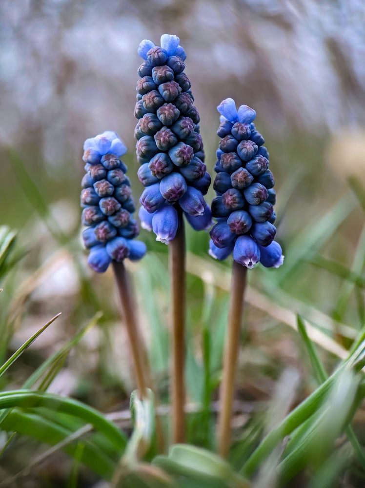 Muscari