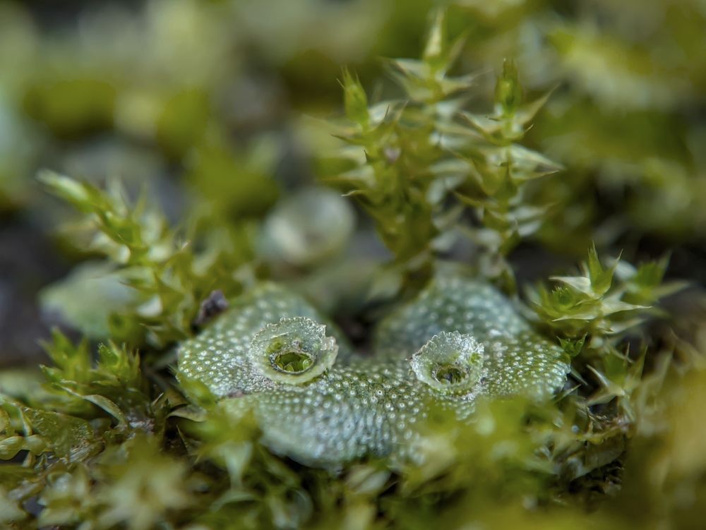 Liverwort Moss