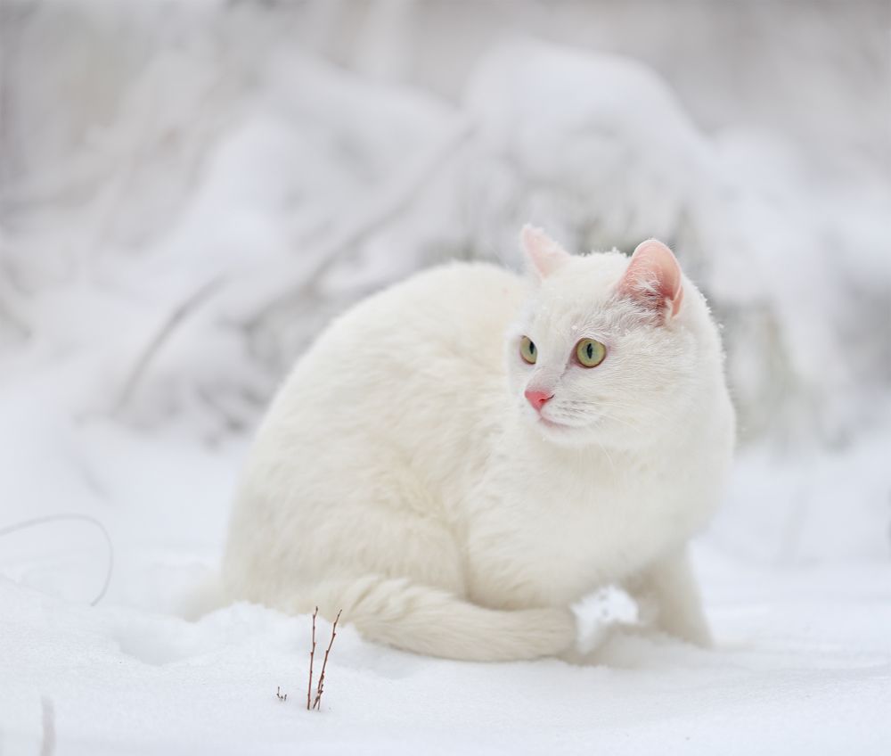 Photograph by Евгения Левина