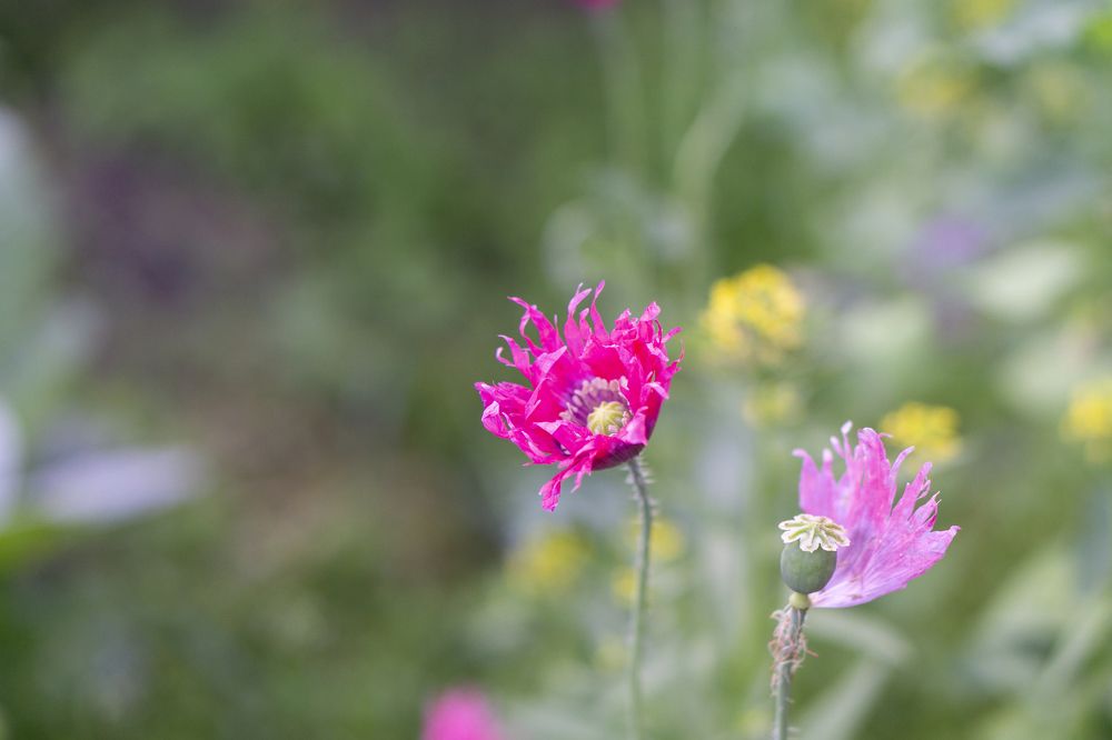 Photograph by Александр Пургин