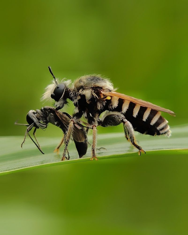 Laphria sp with kill....