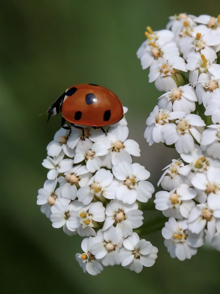 Photograph by Ирина Серегина