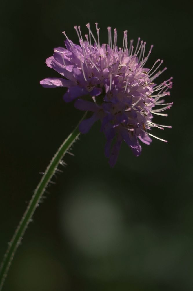 Photograph by Рондак Ульяна