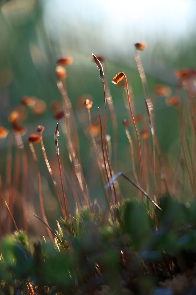 Photograph by Рондак Ульяна