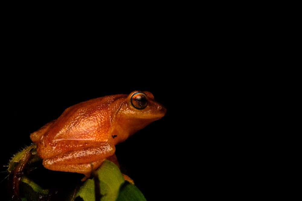 Фотография автора Suchet Sreenath