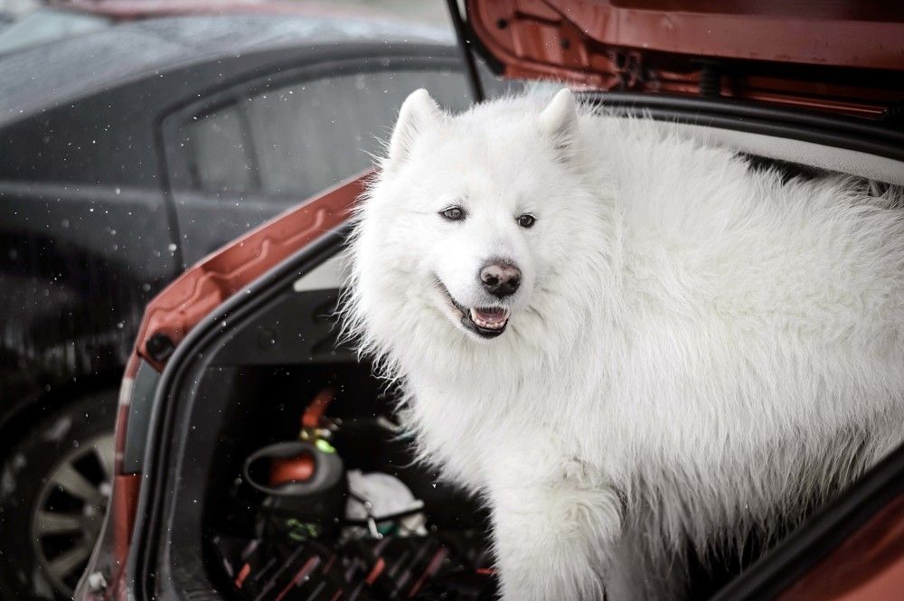 Photograph by Ирина Ри