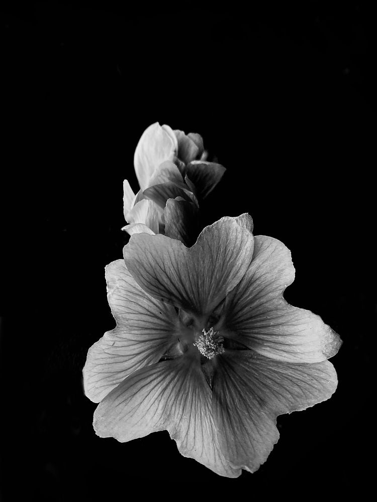 Photograph by Ольга Барулина