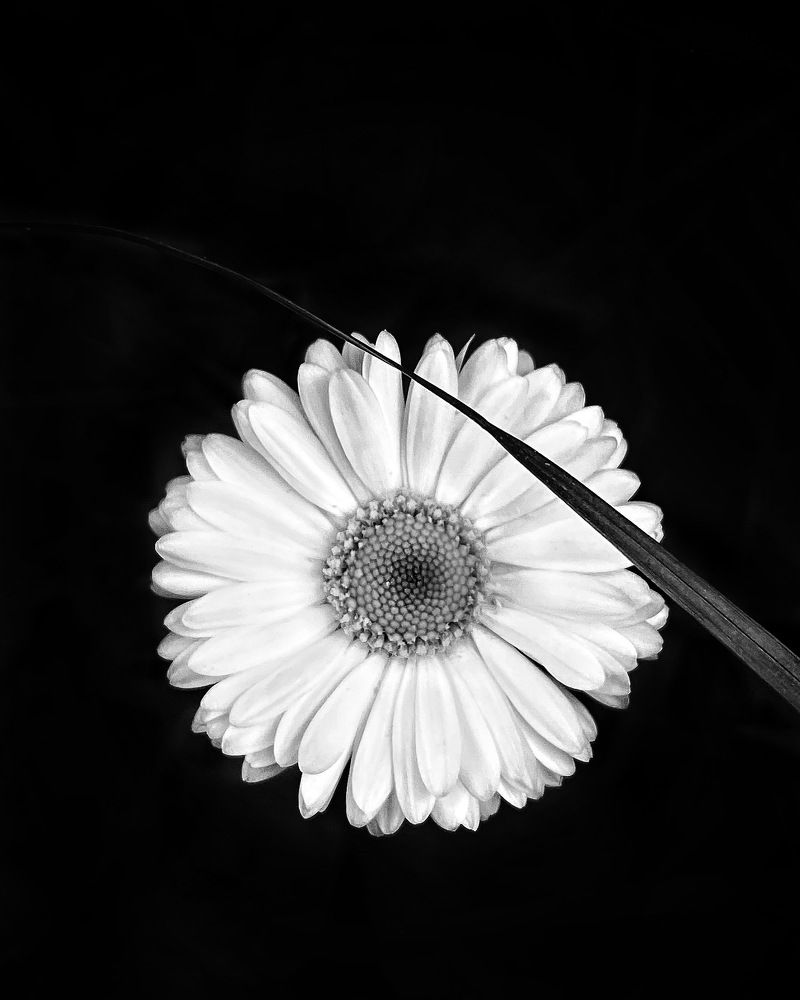 Photograph by Ольга Барулина