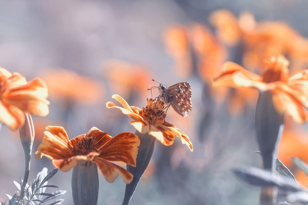 Photograph by Selma Kotancı