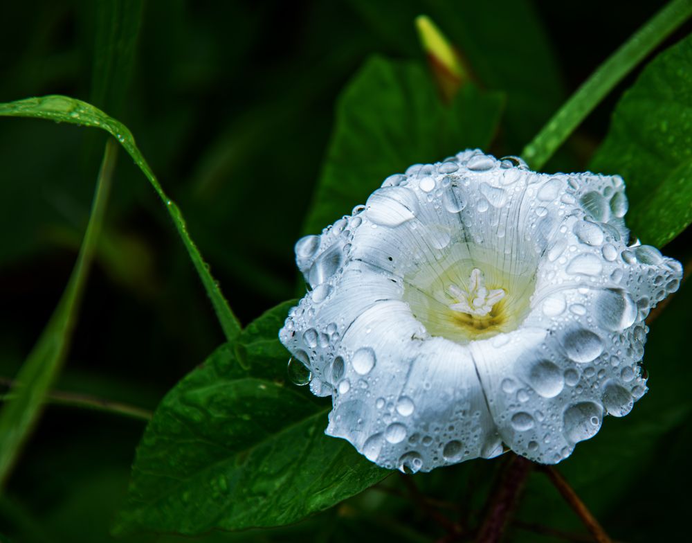 Dance of the raindrops