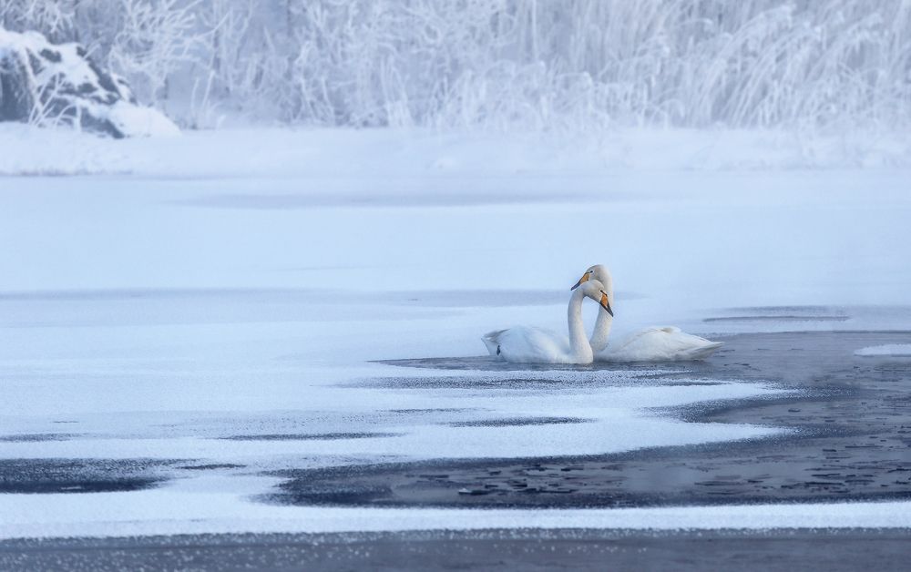 Photograph by Галина Хвостенко