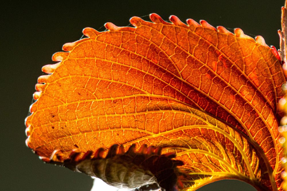 Photograph by Ken Stavrou