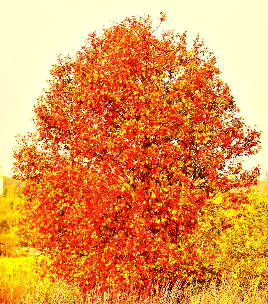 Photograph by Александр Шувалов