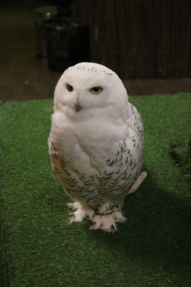 Photograph by Светлана Шуткова