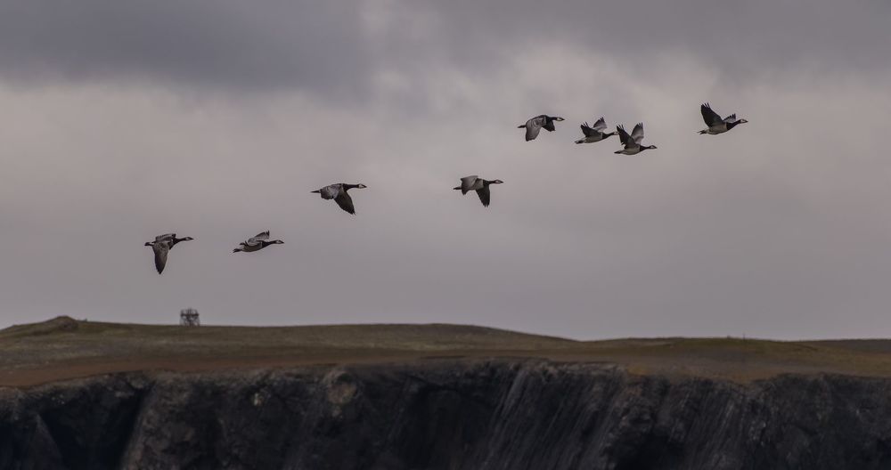 Гуси над тундрой