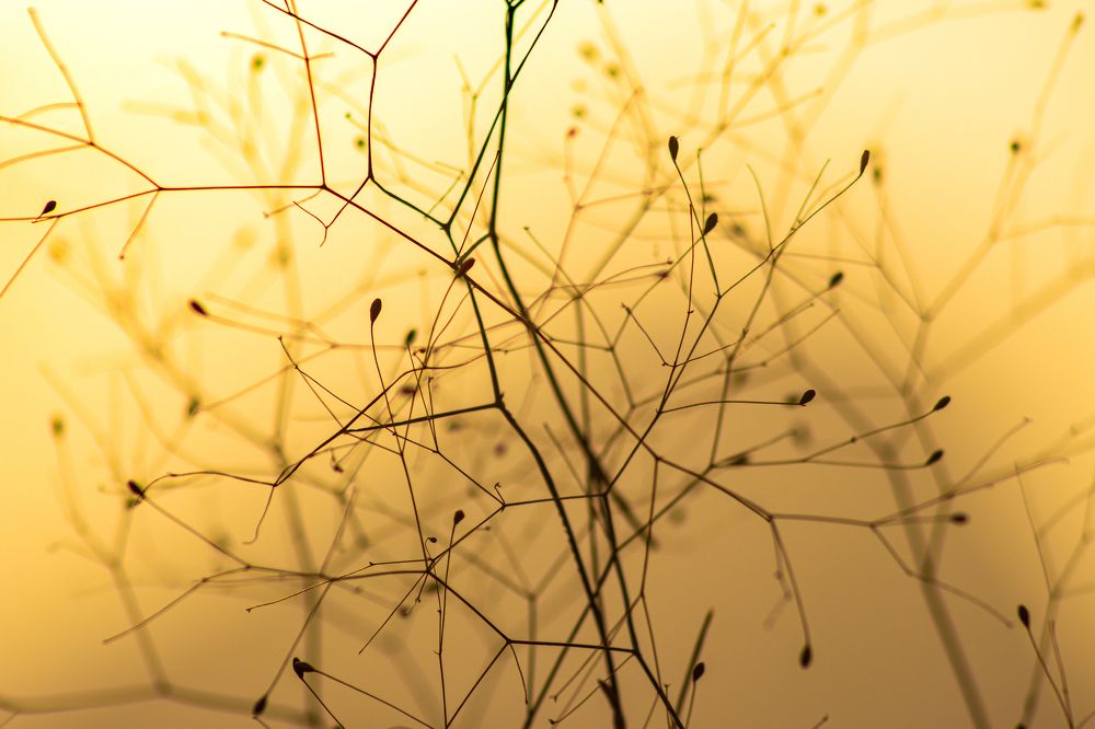 Photograph by muneer alismaili