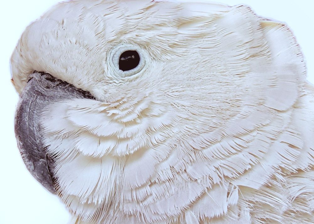 Photograph by Amin Ghaffarian