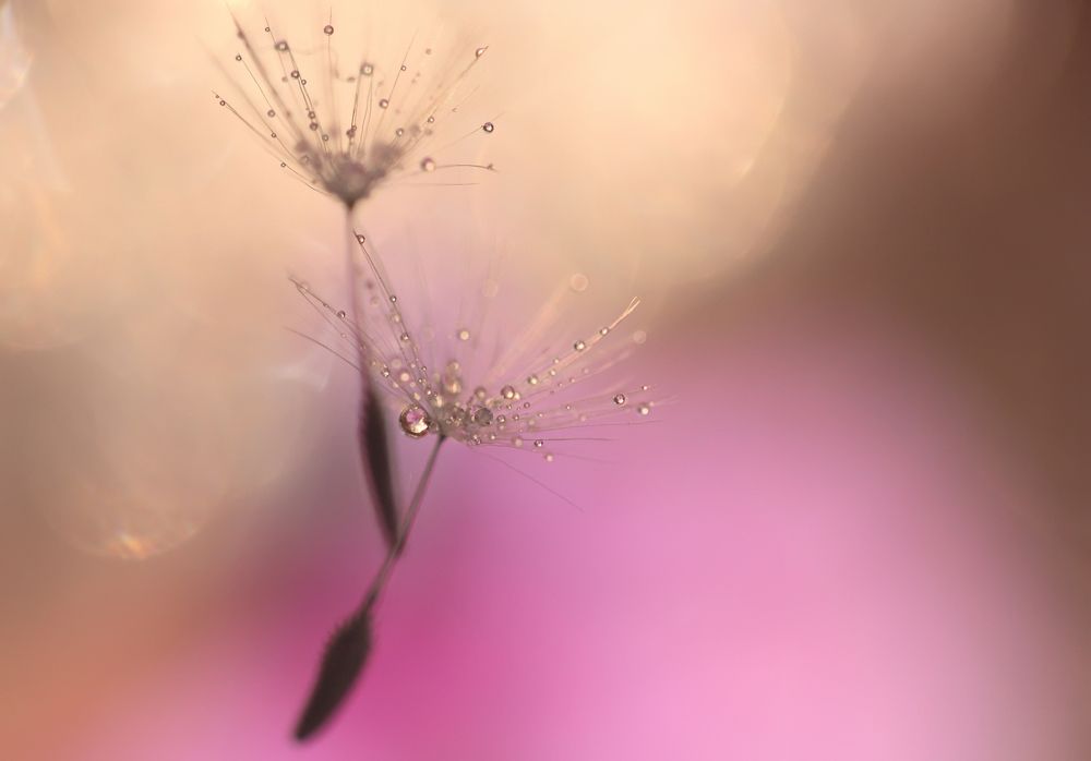 Photograph by Selma Kotancı