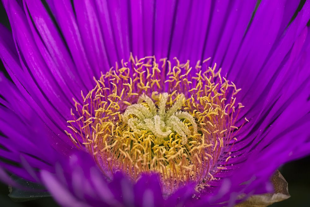 Photograph by Selma Kotancı