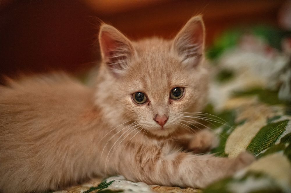 Photograph by Олег Ващилко