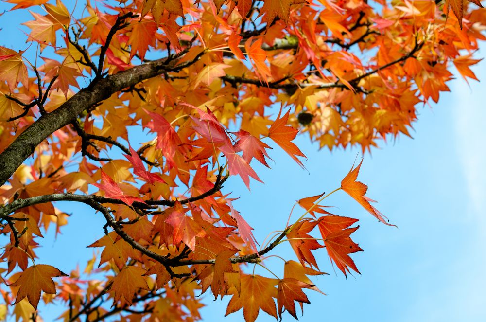 Photograph by Анастасия Кашенко