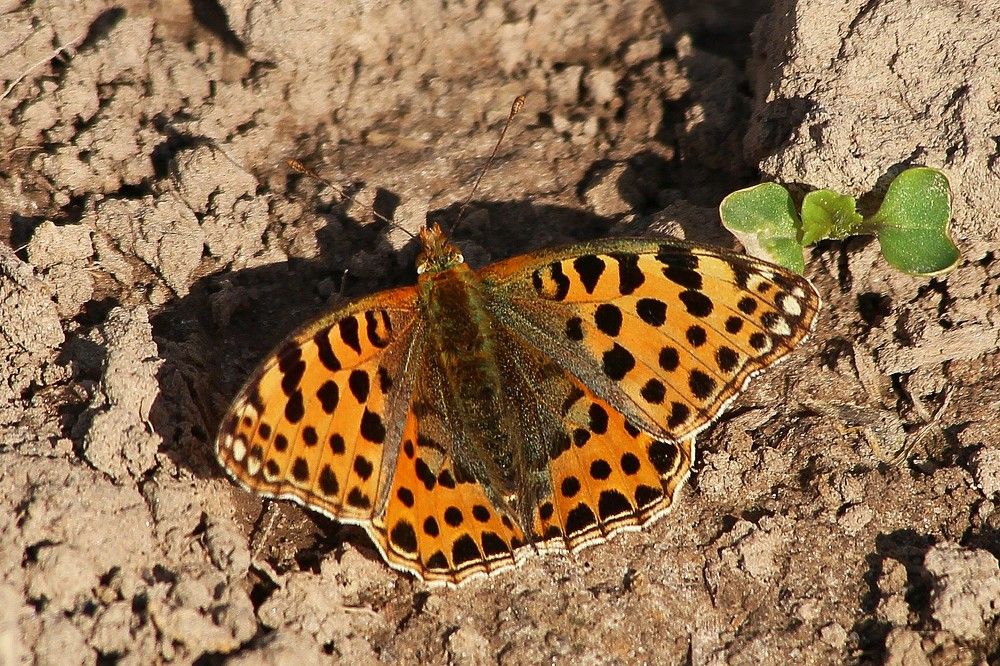 Фотография автора Геннадий Титов