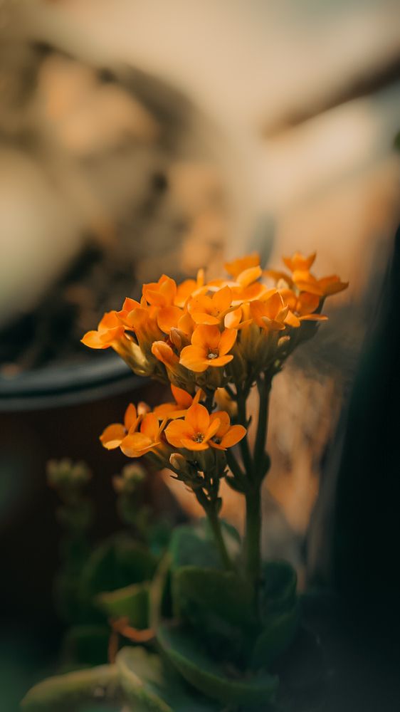 Photograph by Nishant Das