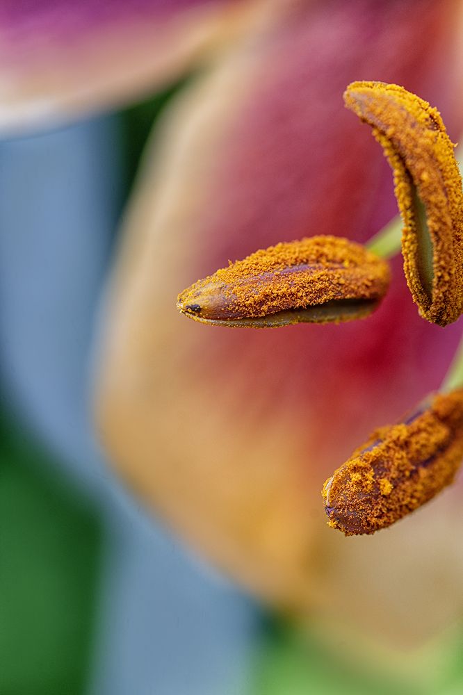 Stamen