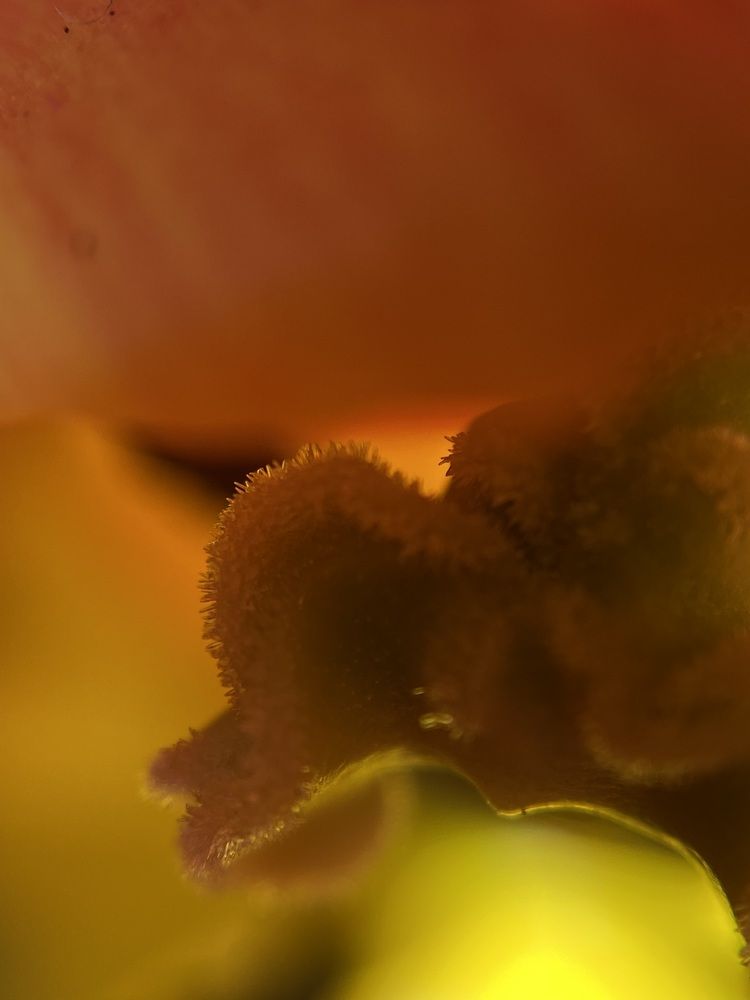 Photograph by Анастасия Куэлляр