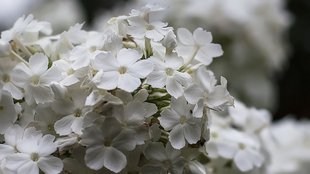 Photograph by Алексей Парамонов