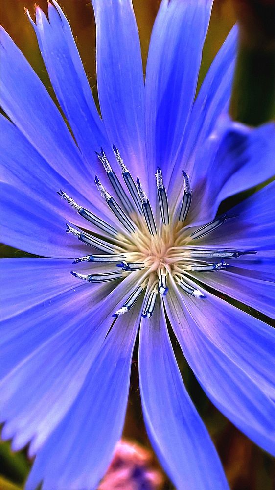 Красавчик цикорий