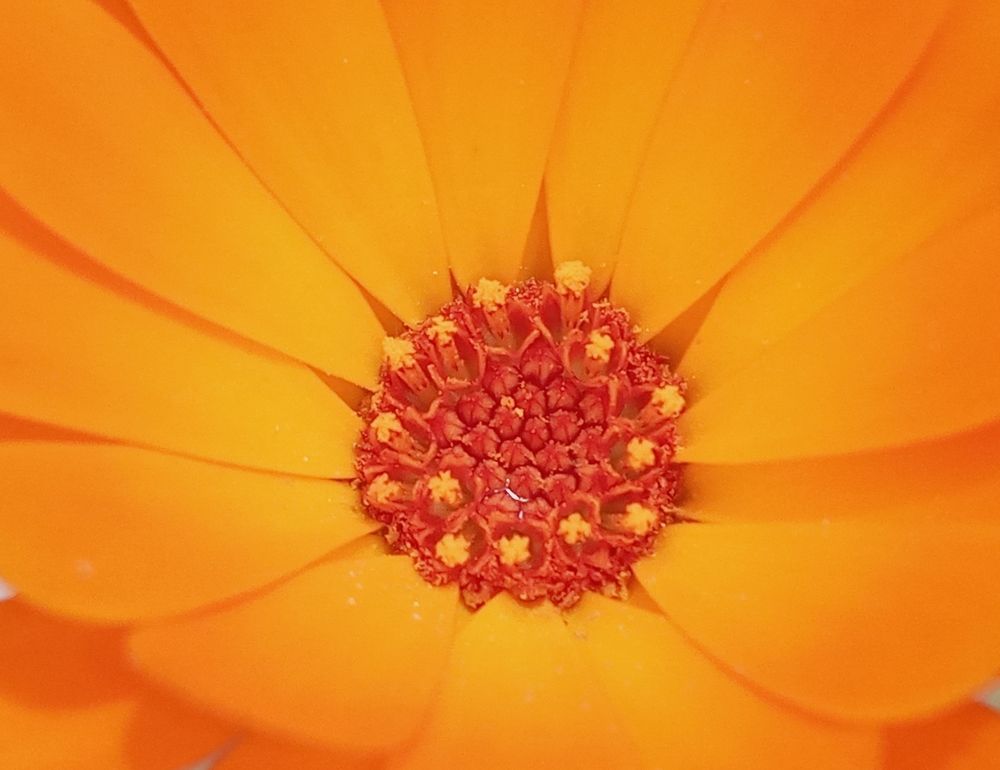 Фотография автора Jose Marcos Carvajal Tarazona