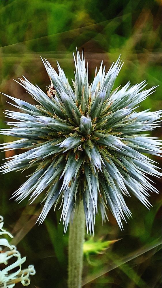 Неизвестный незнакомец