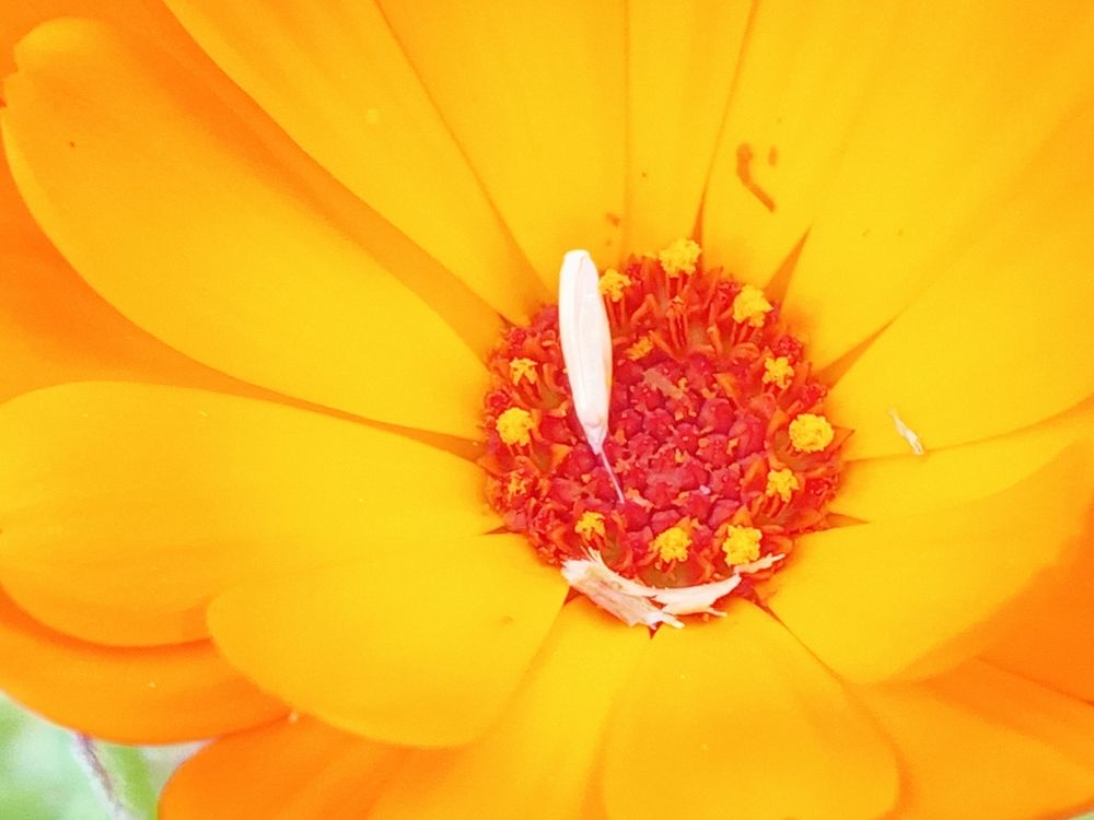 Фотография автора Jose Marcos Carvajal Tarazona