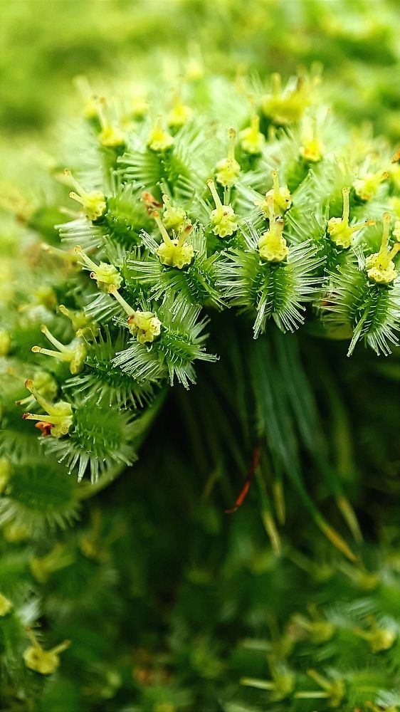 Цветение моркови