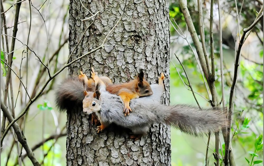 Белка защищает бельчонка...